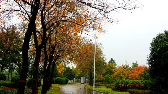 詩情畫意！秋冬之交一場雨 別樣周口落葉美