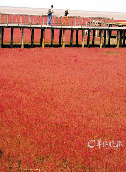 遼寧盤錦紅海灘，面積達9萬畝